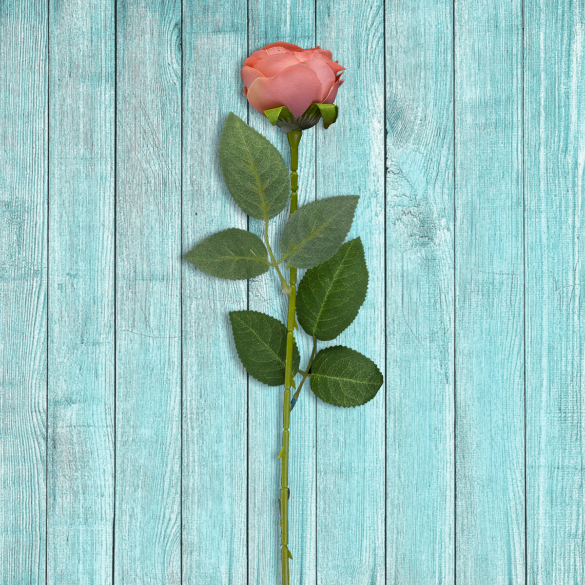 Rosa Artificial color Rosa Coral