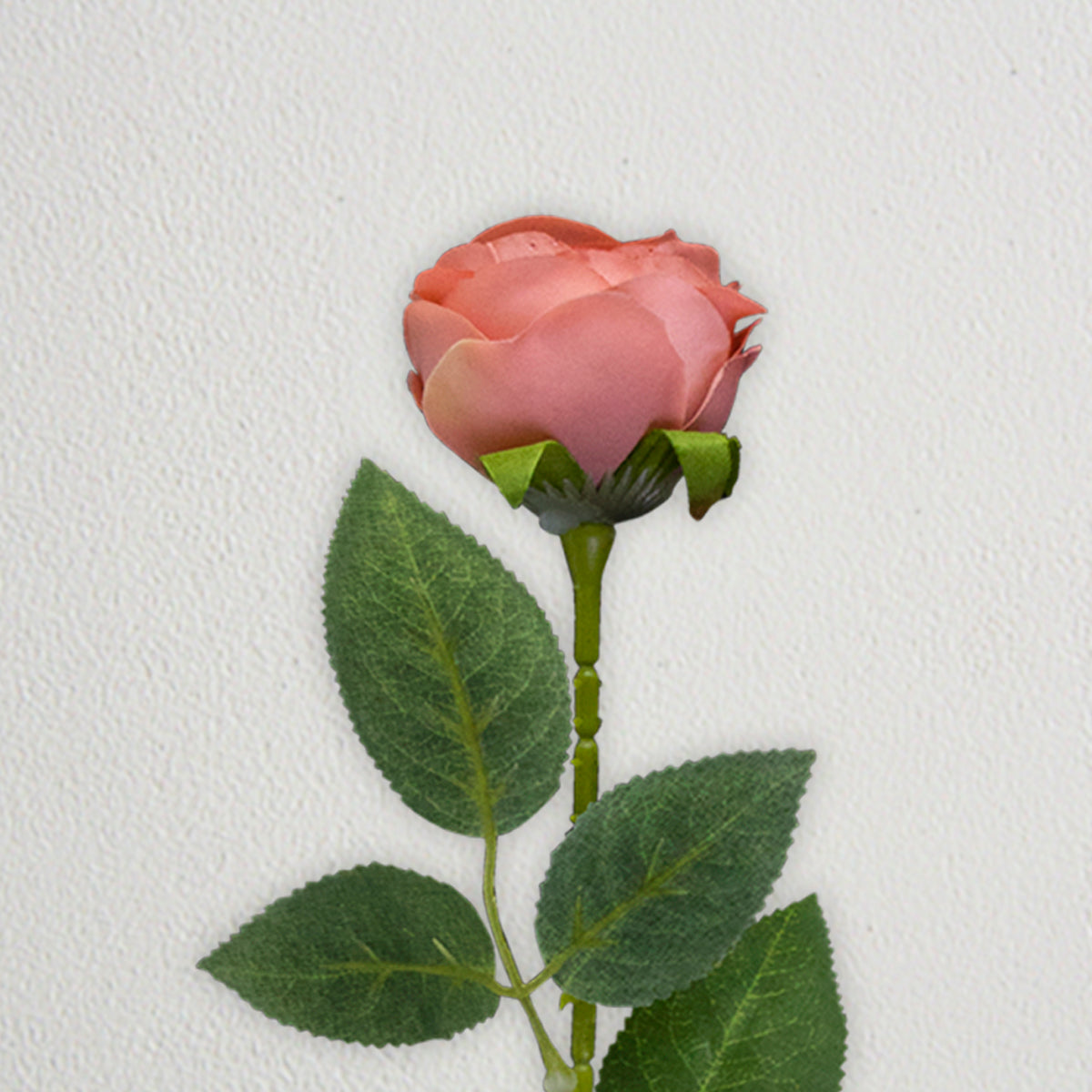 Rosa Artificial color Rosa Coral