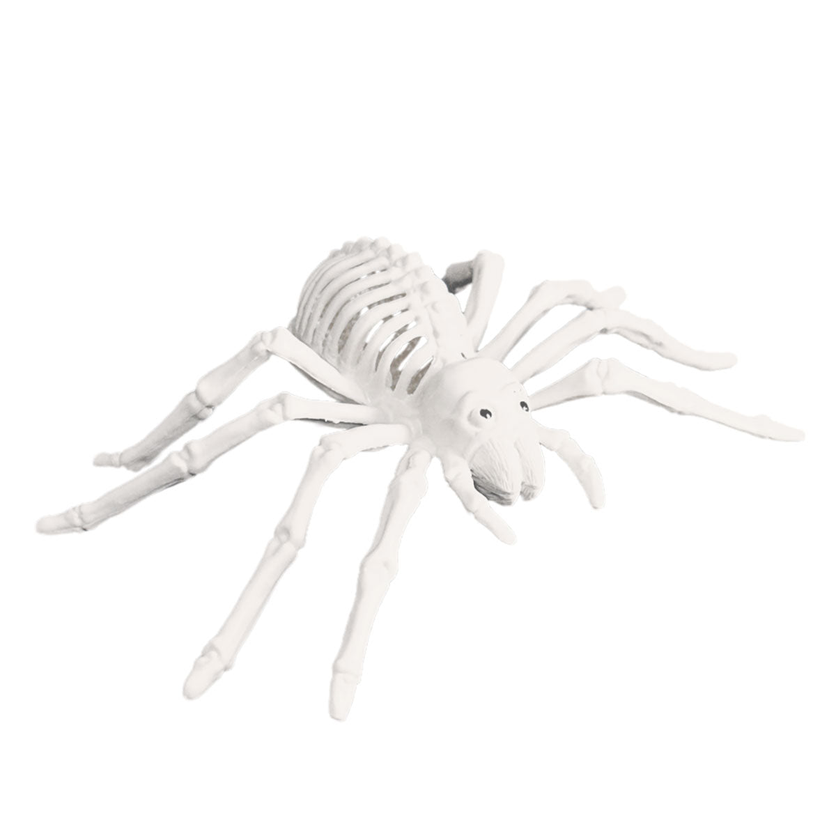 Esqueleto de Araña para Decoración