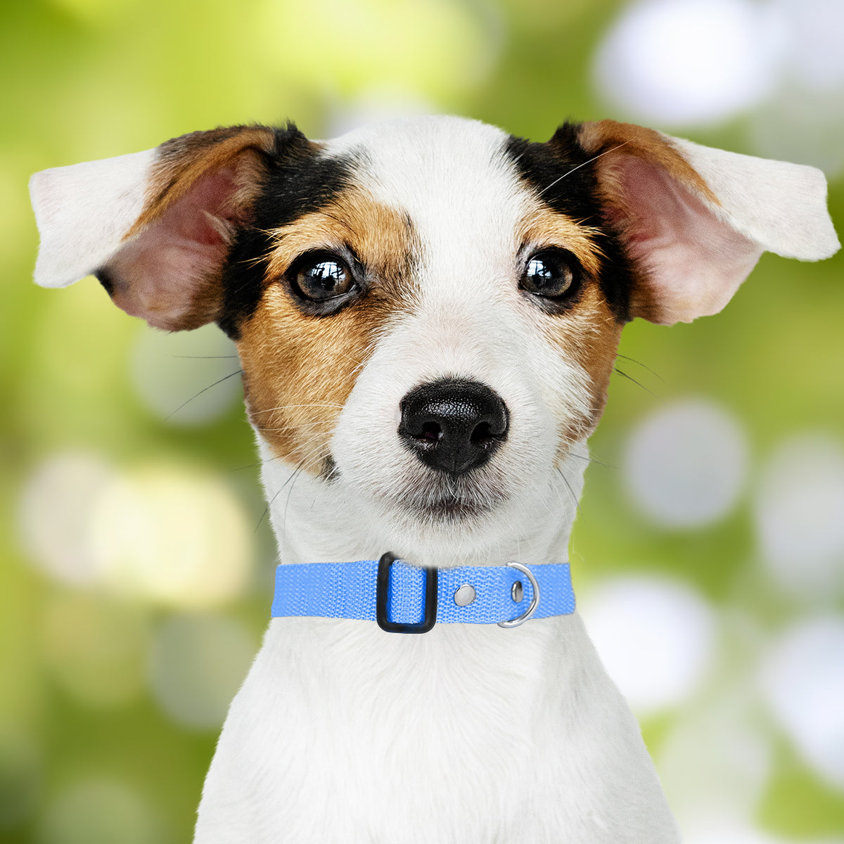 Collar Ajustable para Mascota