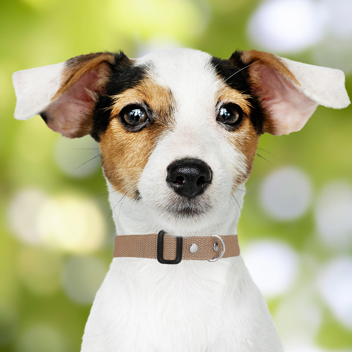 Collar Ajustable para Mascota