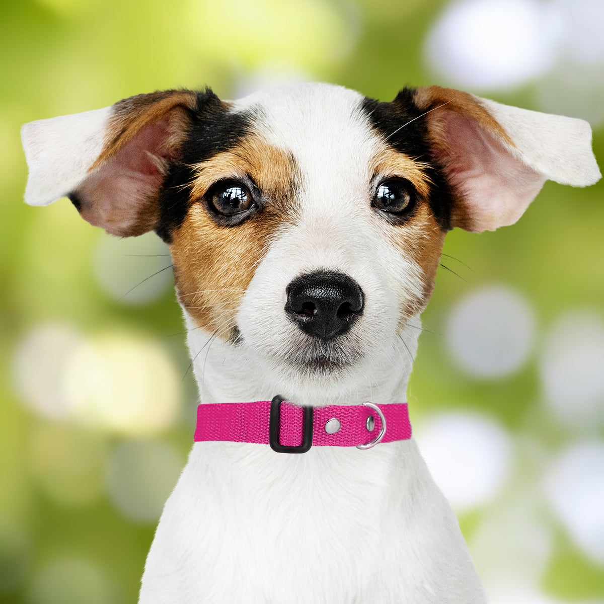 Collar Ajustable para Mascota