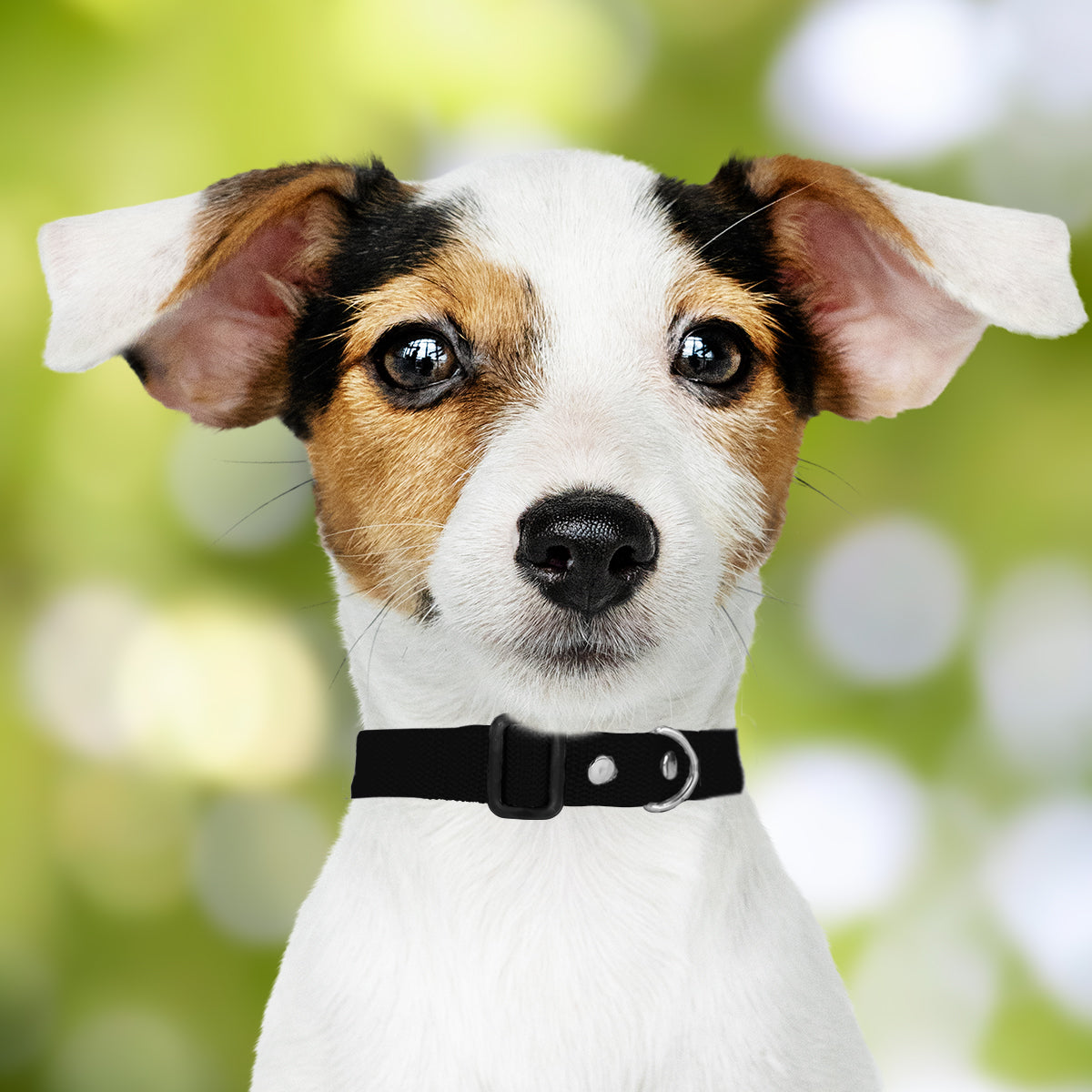 Collar Ajustable para Mascota