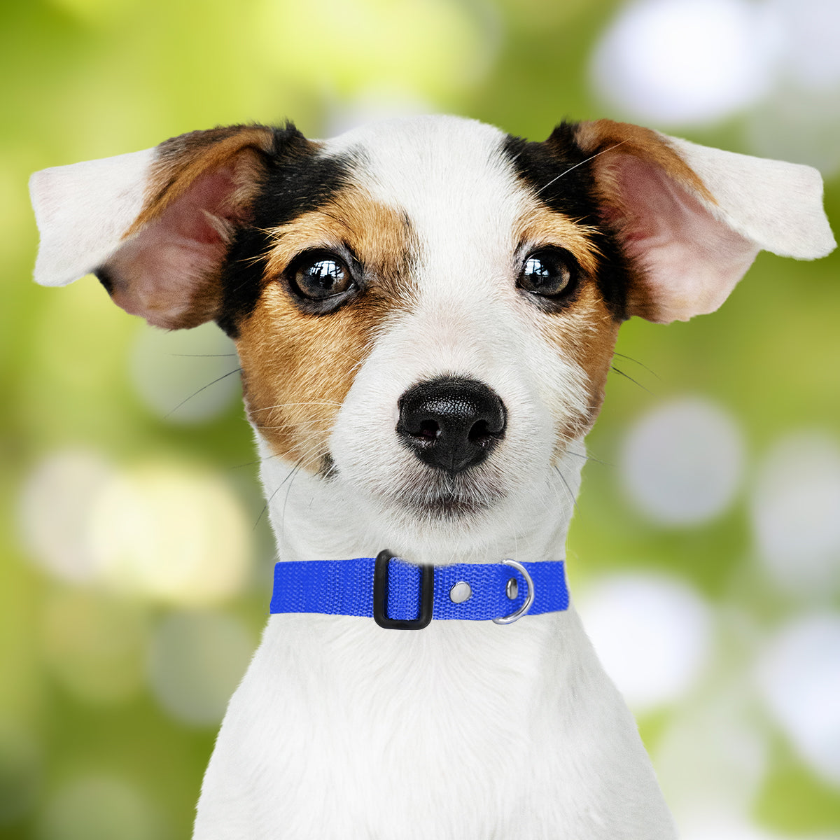 Collar Ajustable para Mascota