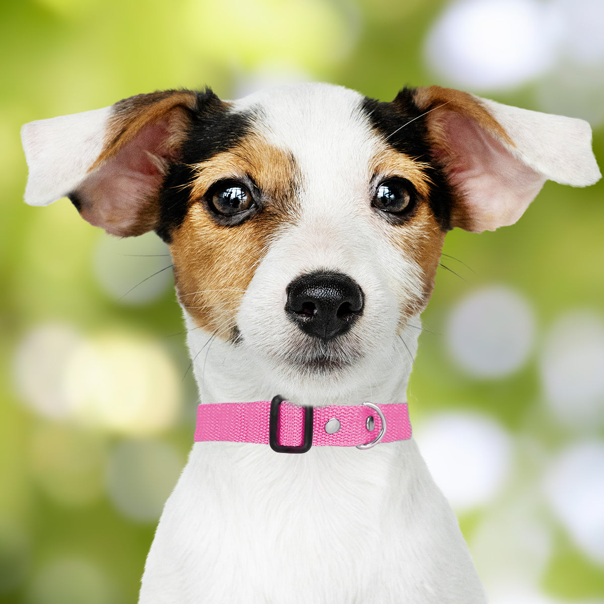 Collar Ajustable para Mascota