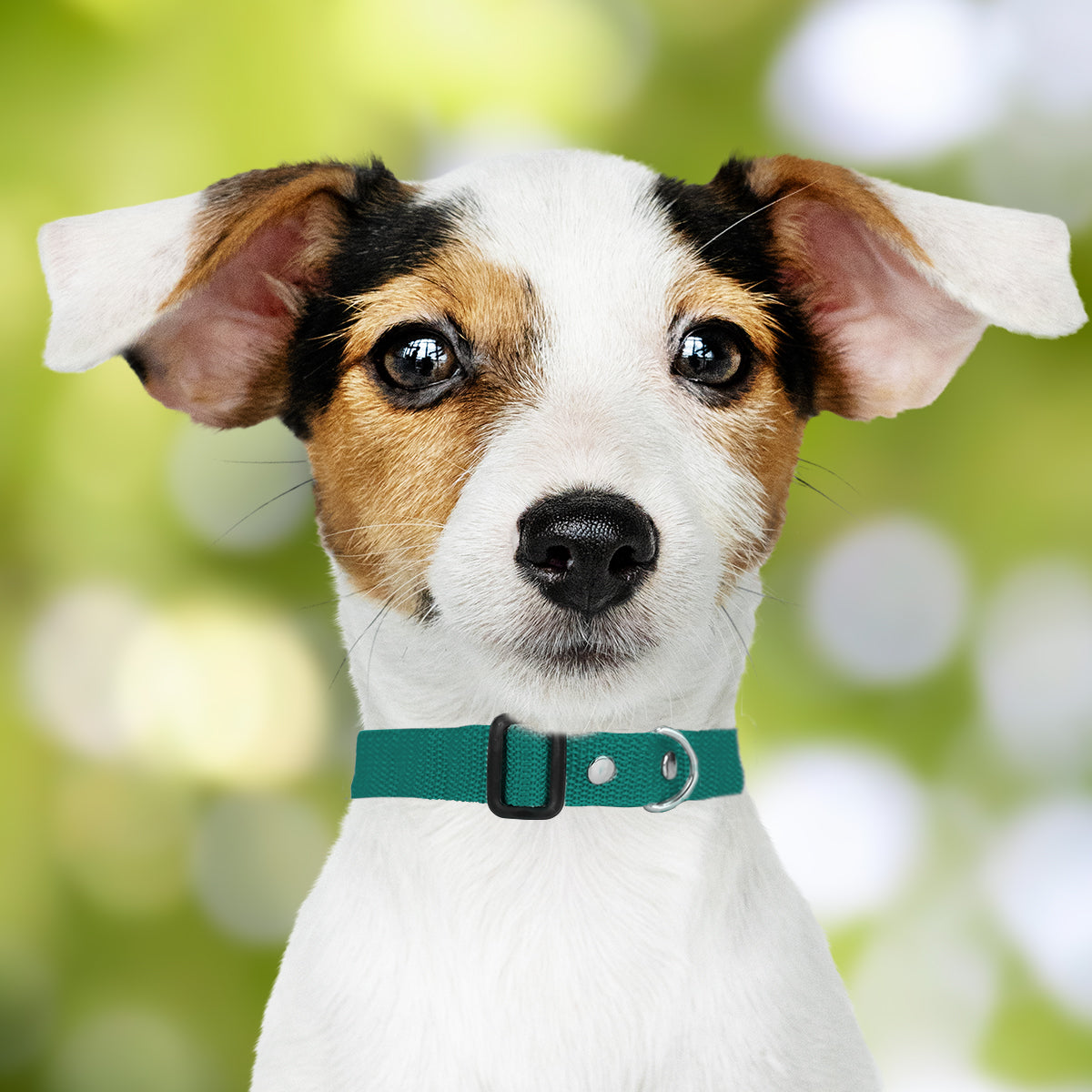 Collar Ajustable para Mascota