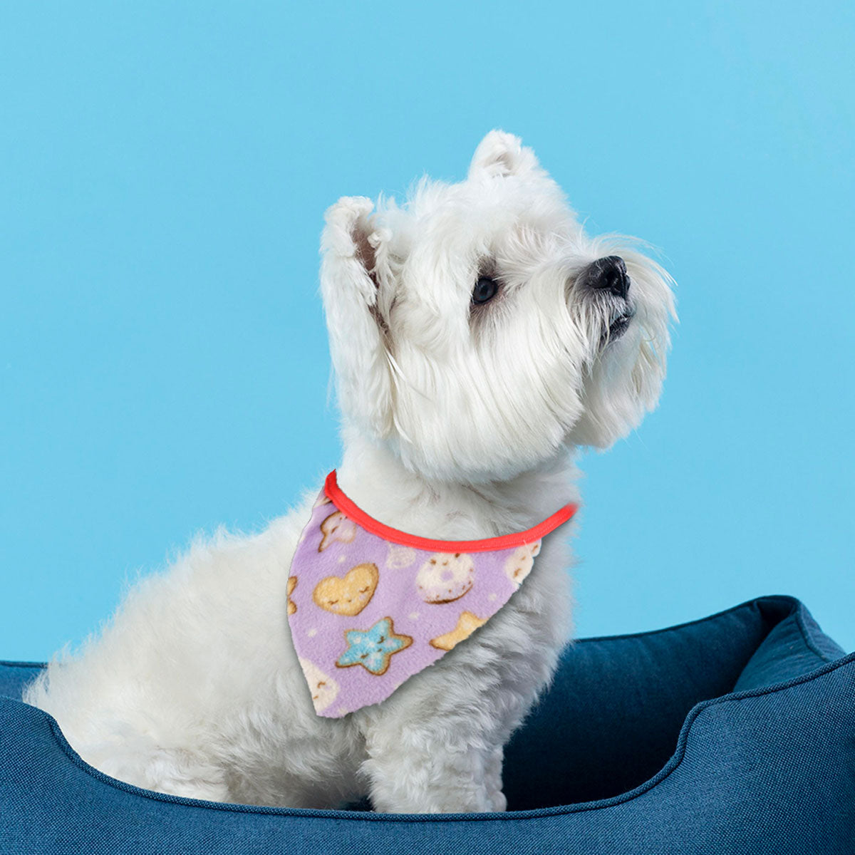 Pashmina para Mascotas con Diseño, color Lila