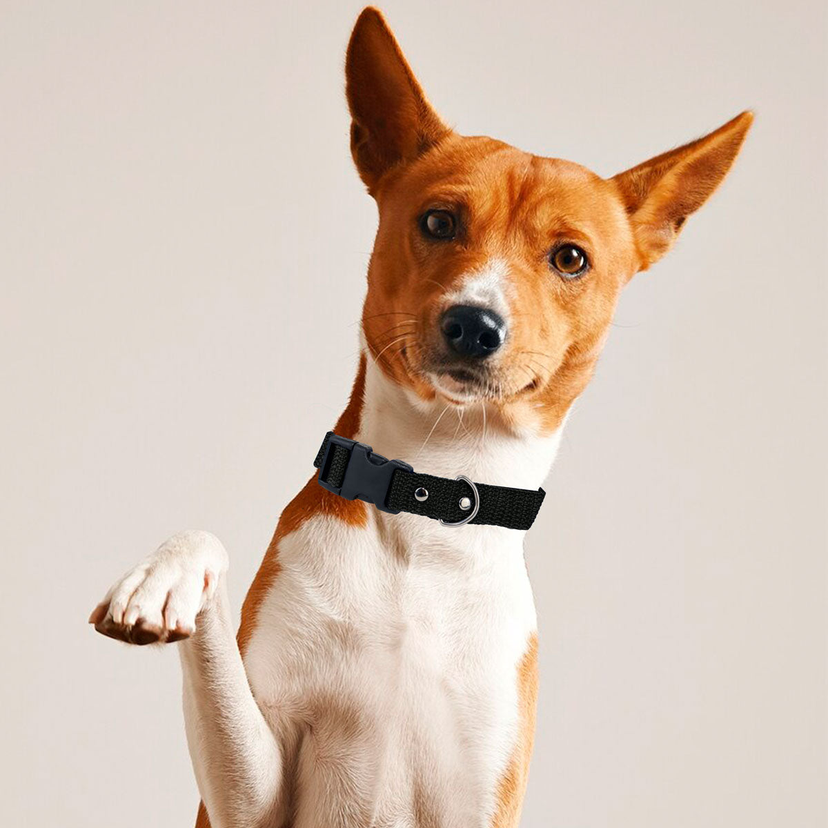 Collar Color Negro para Mascota