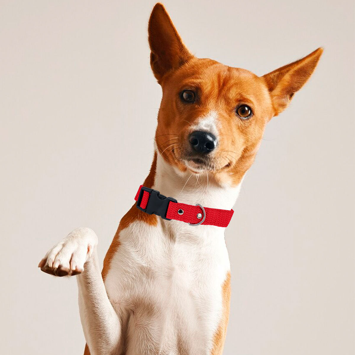 Collar Color Rojo para Mascota