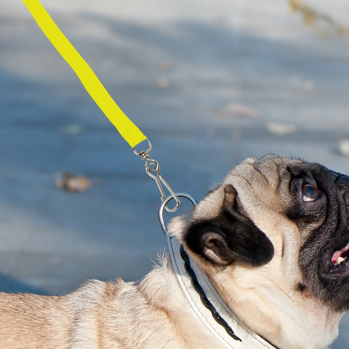 Correa Clásica para Mascota, Color Amarillo