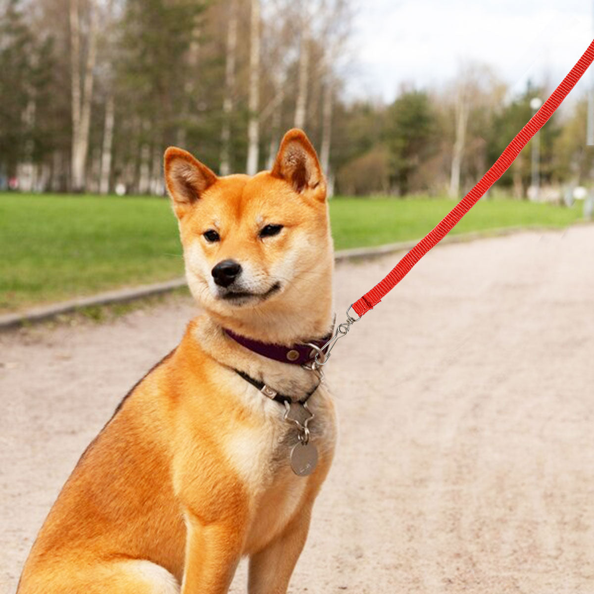 Correa Clásica Color Rojo para Mascota