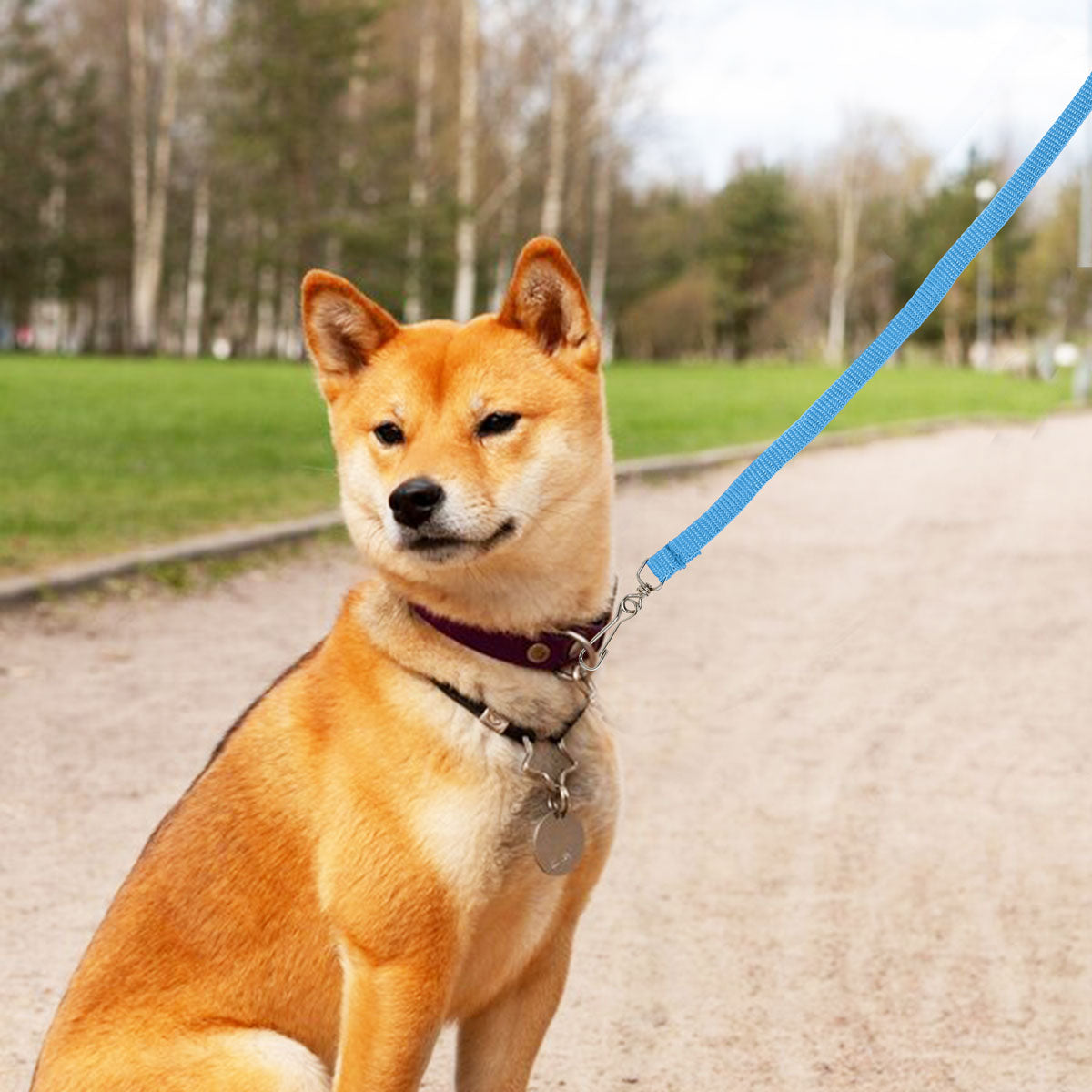 Correa Clásica para Mascota Color Azul