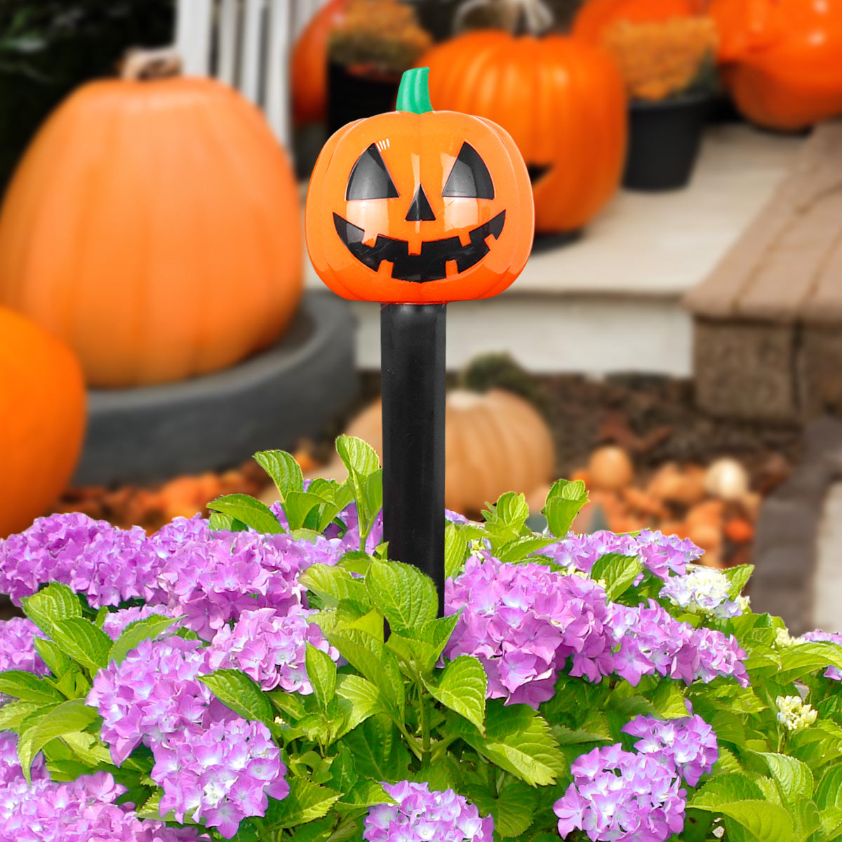 Calabaza, Estaca Solar