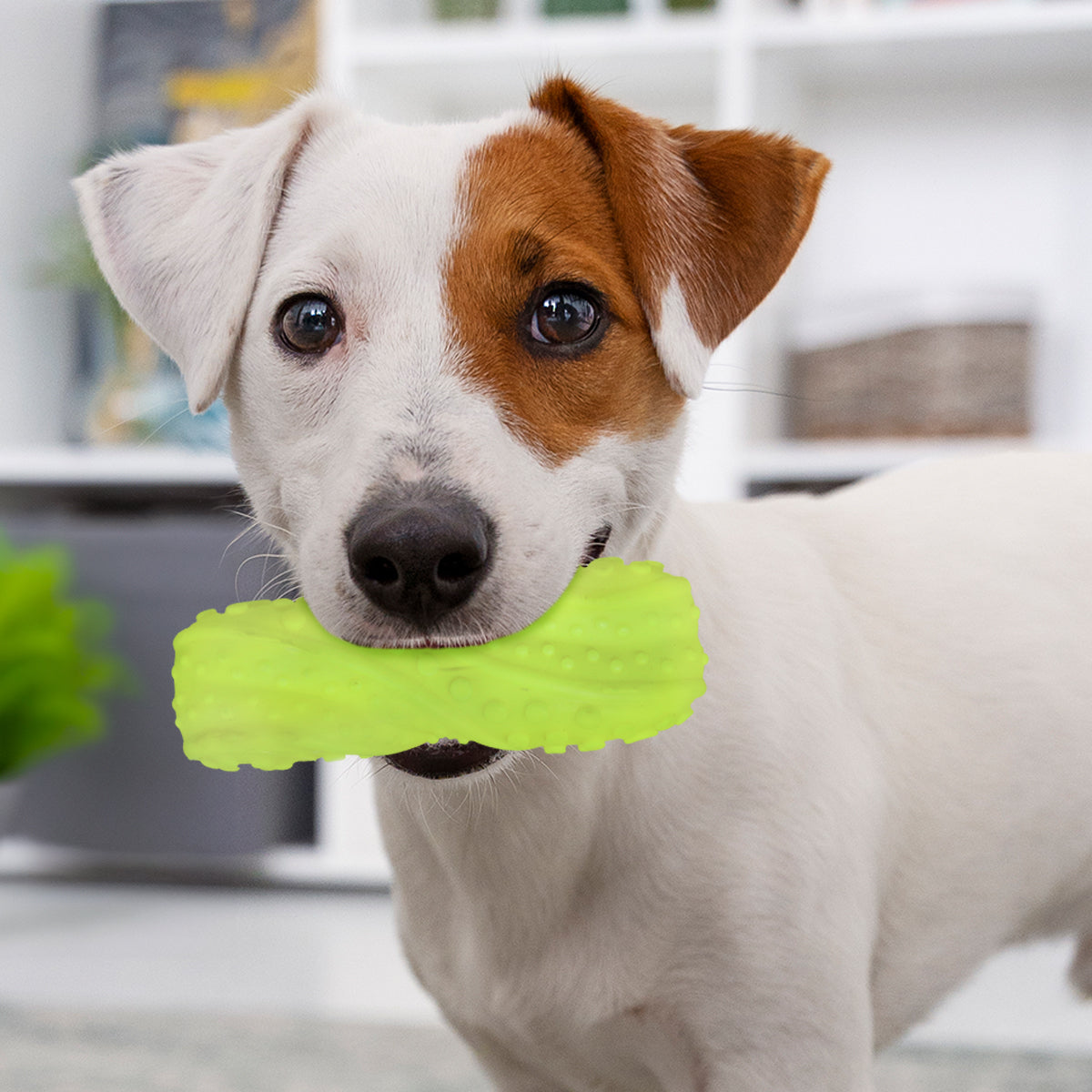 Juguete Chillón para Perro, Texturizado, Color Amarillo