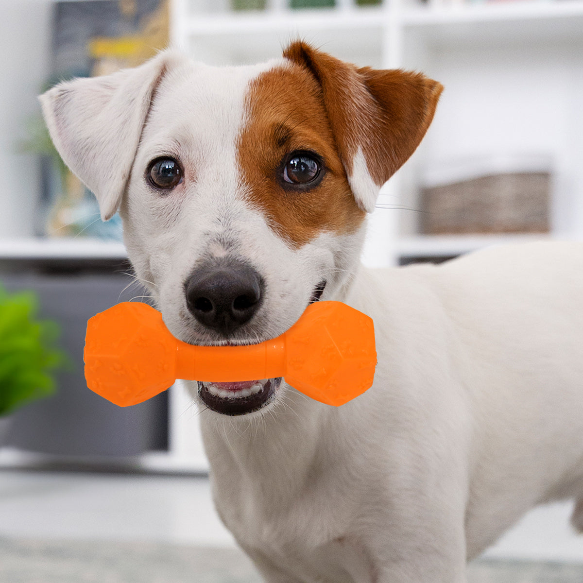 Juguete Chillón para Perro, Diseño de Huellitas, Color Naranja