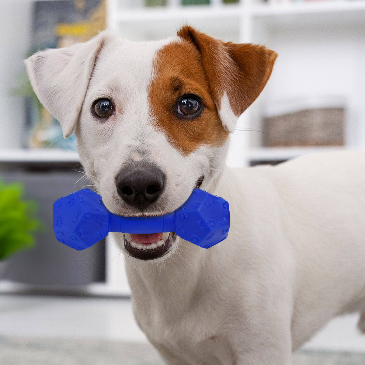 Juguete Chillón para Perro, Diseño de Huellitas, Color Azul