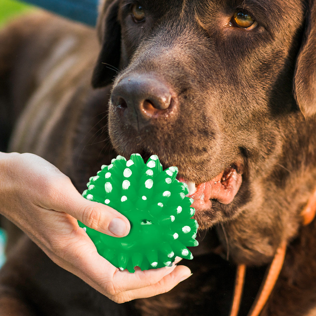 Juguete en Forma de Puercoespín color Verde para Mascota