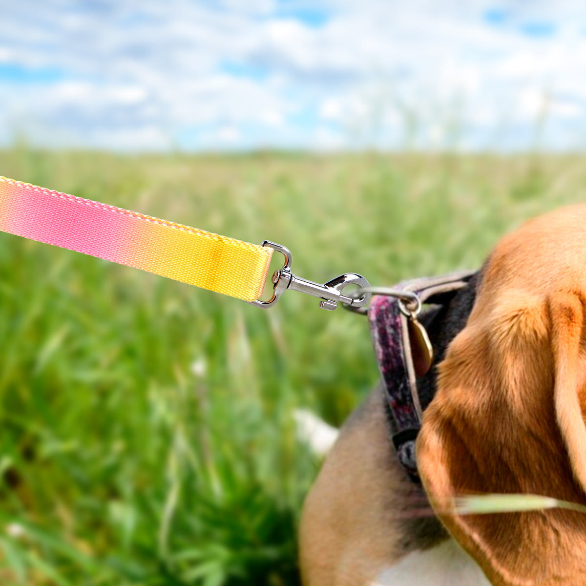 Correa color Amarillo con Rosa para Perro, 120cm