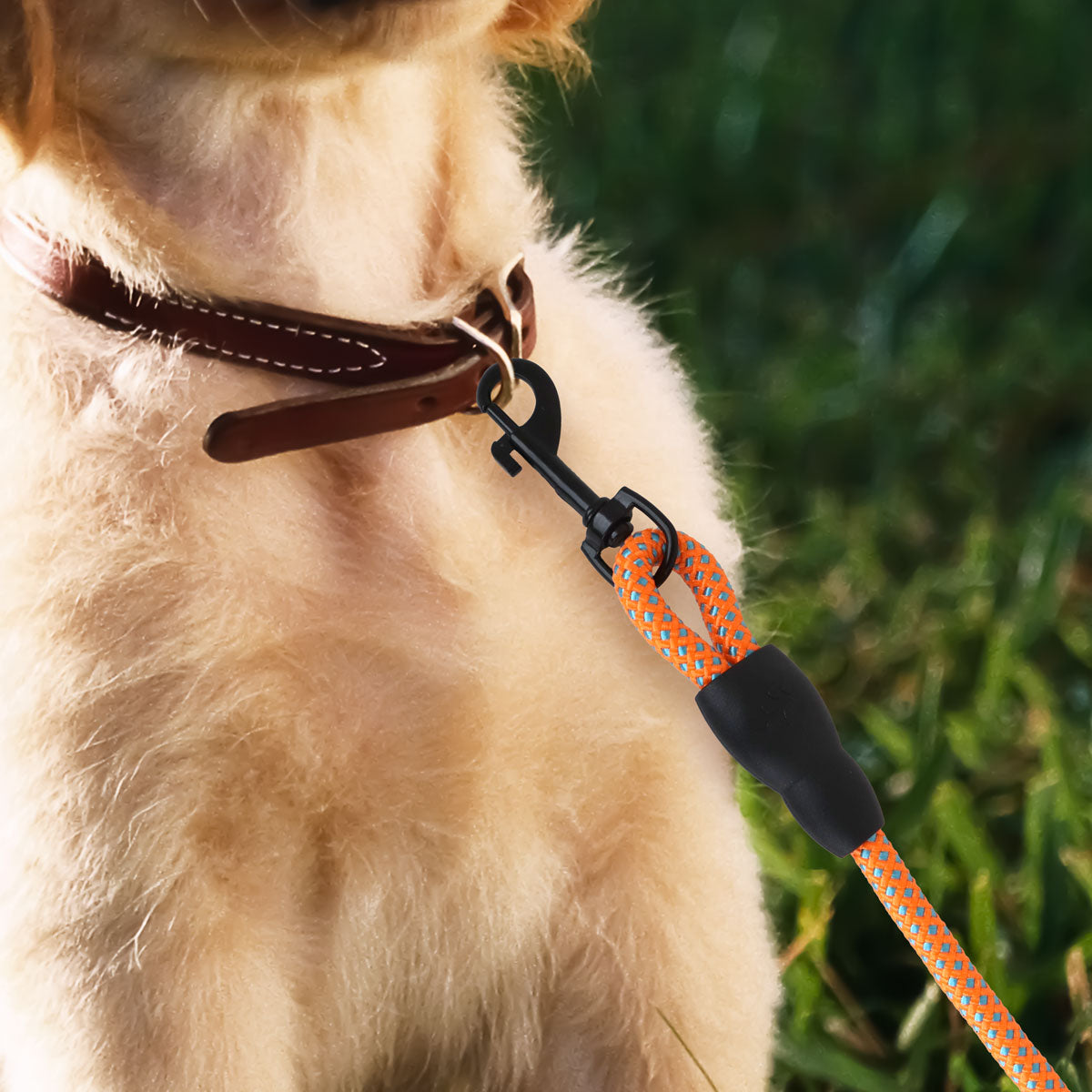 Correa Premium color Naranja para Perro