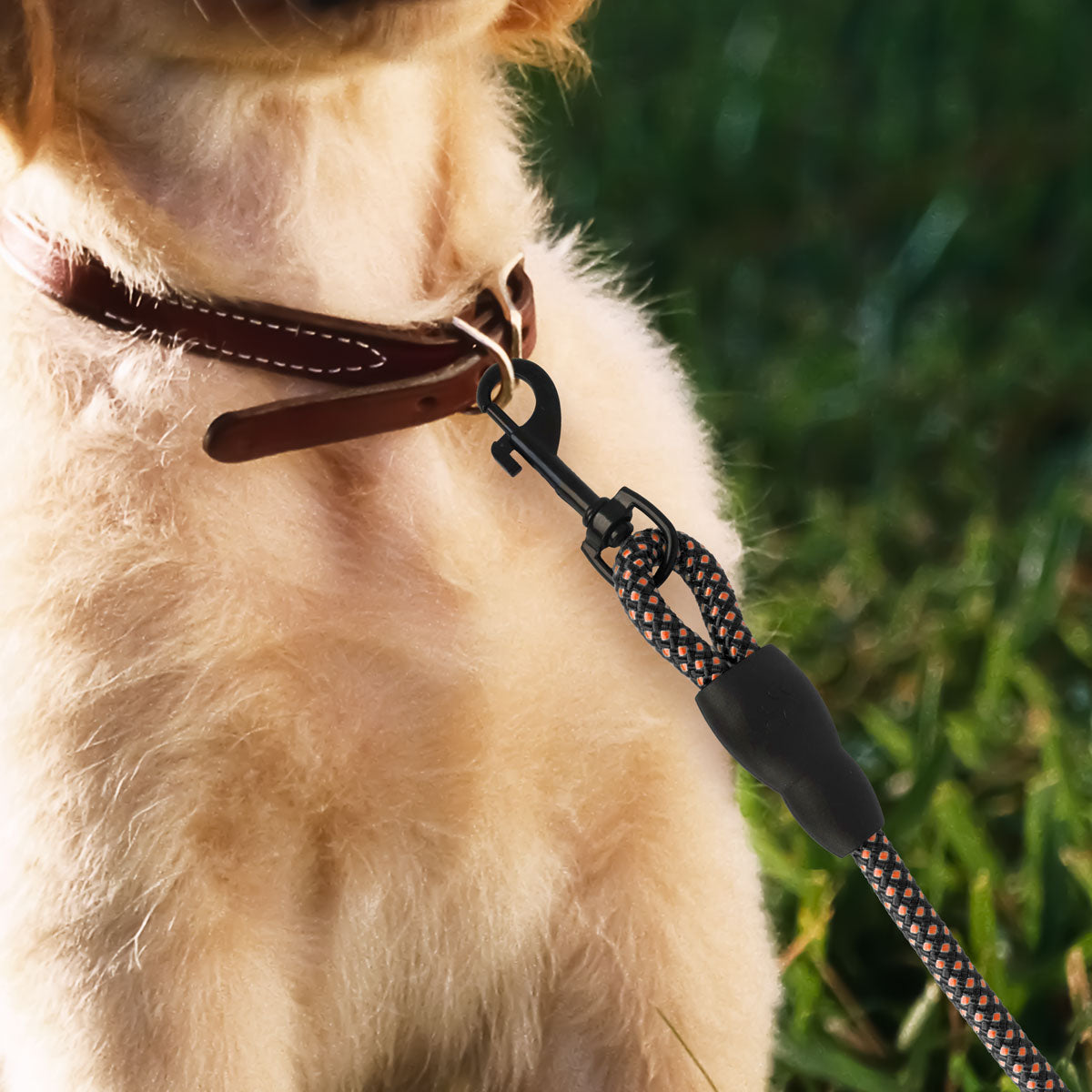 Correa Premium color Rojo con Negro para Perro