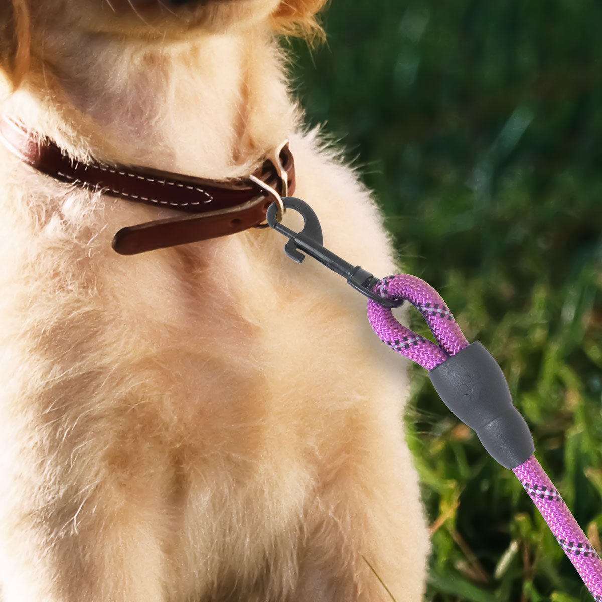 Correa Premium color Rosa con Negro para Perro