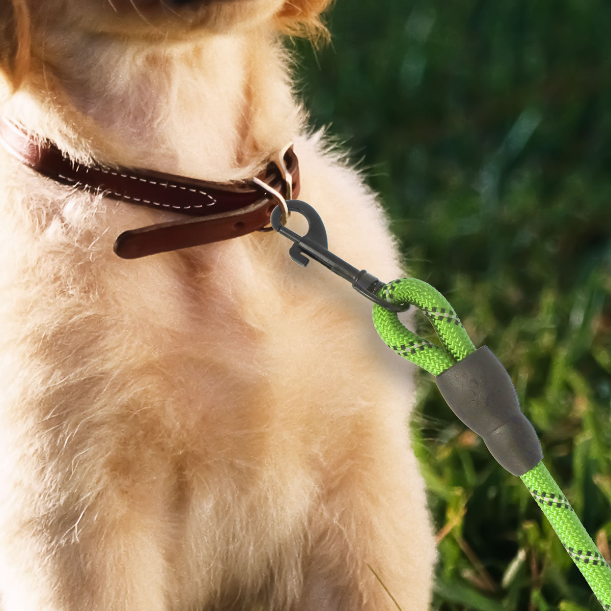 Correa Premium color Verde para Perro