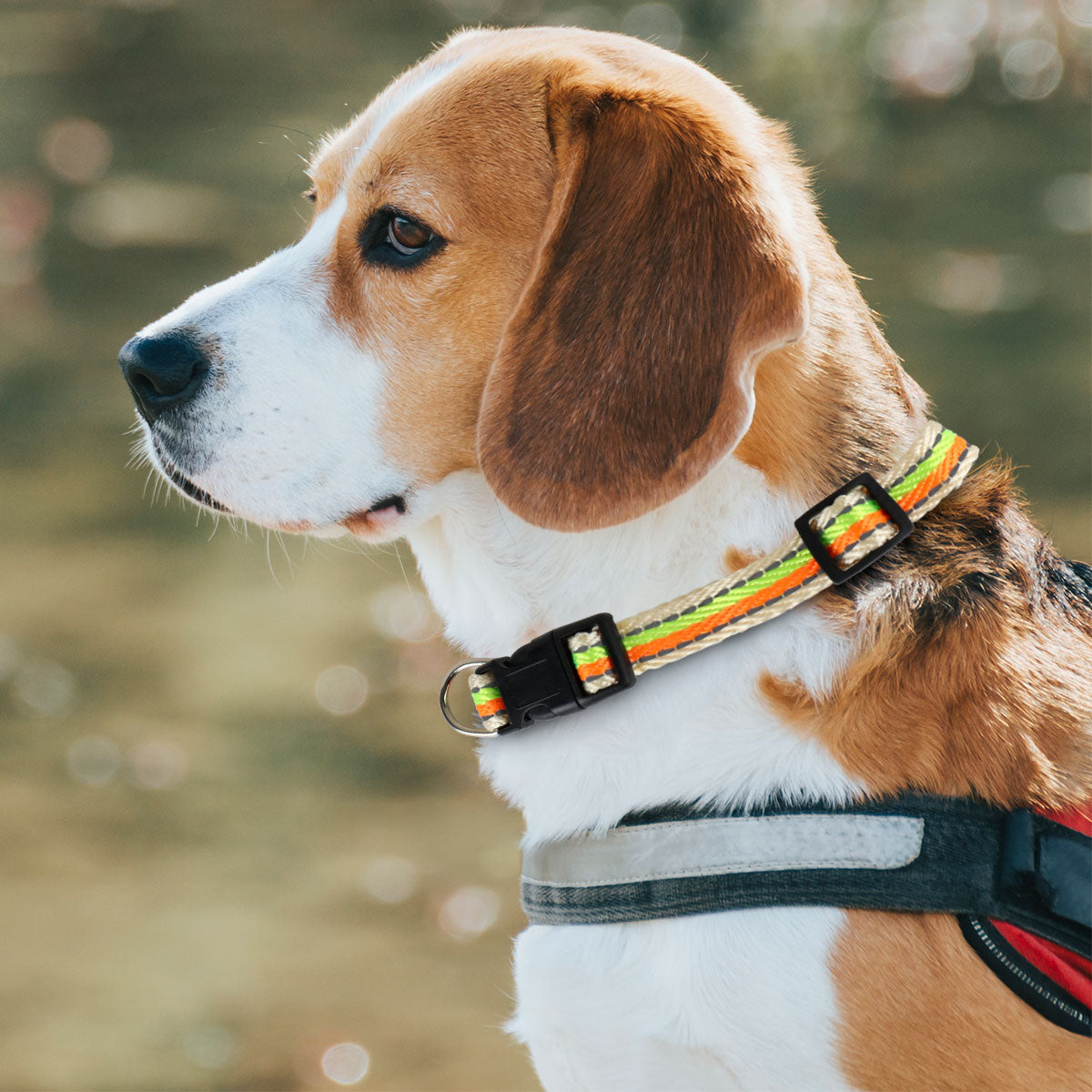 Collar Decorado color Verde con Naranja para Mascota