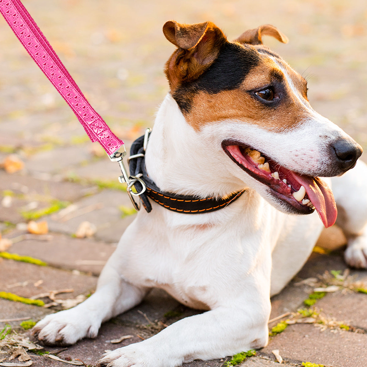 Correa color Fucsia para Perro, 1.30m