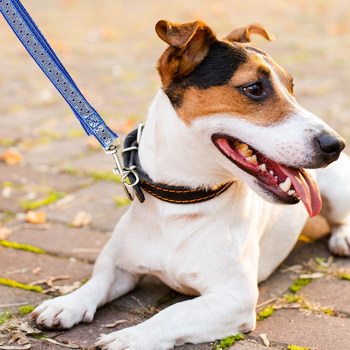 Correa color Azul Rey para Perro, 1.30m