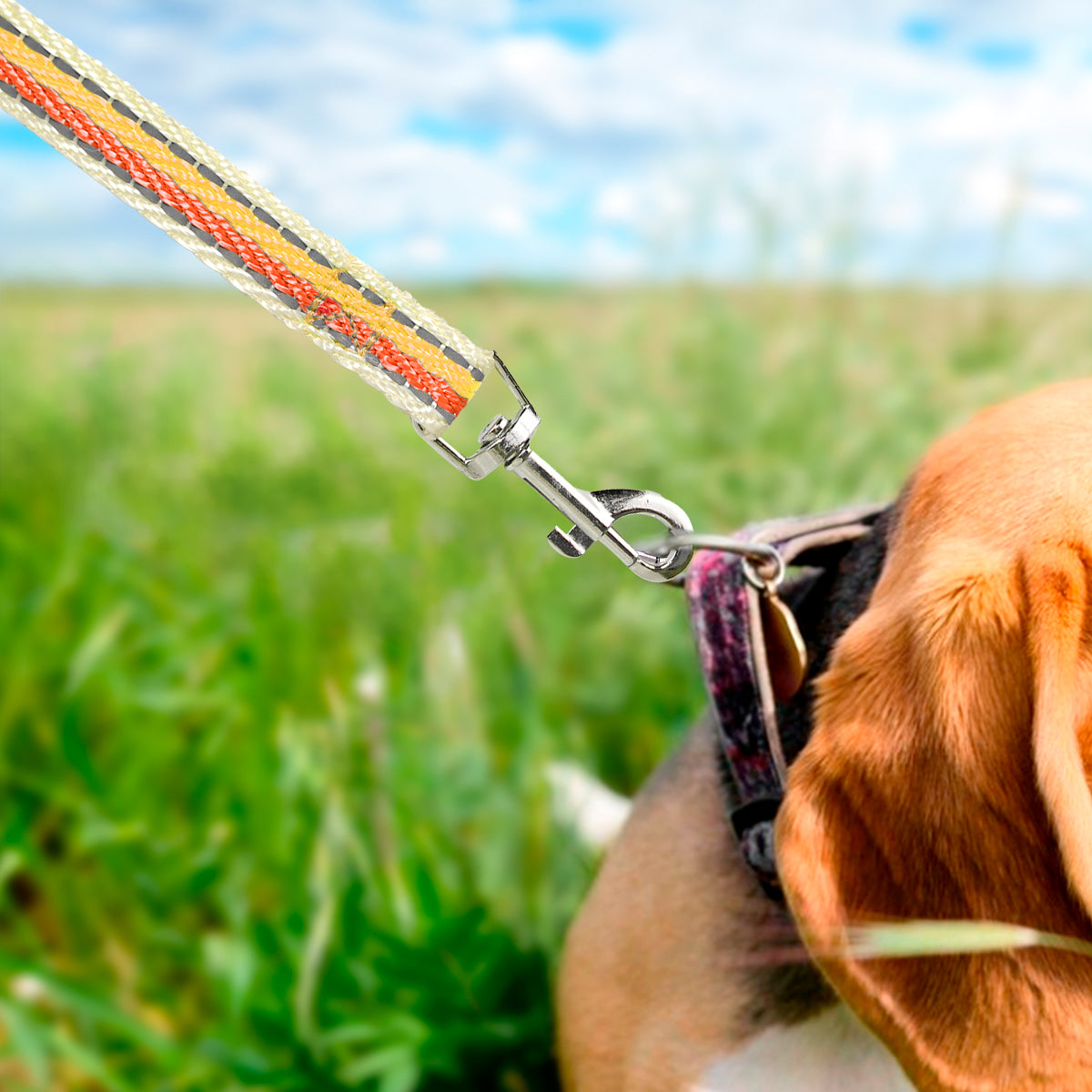 Correa para Mascota de Colores