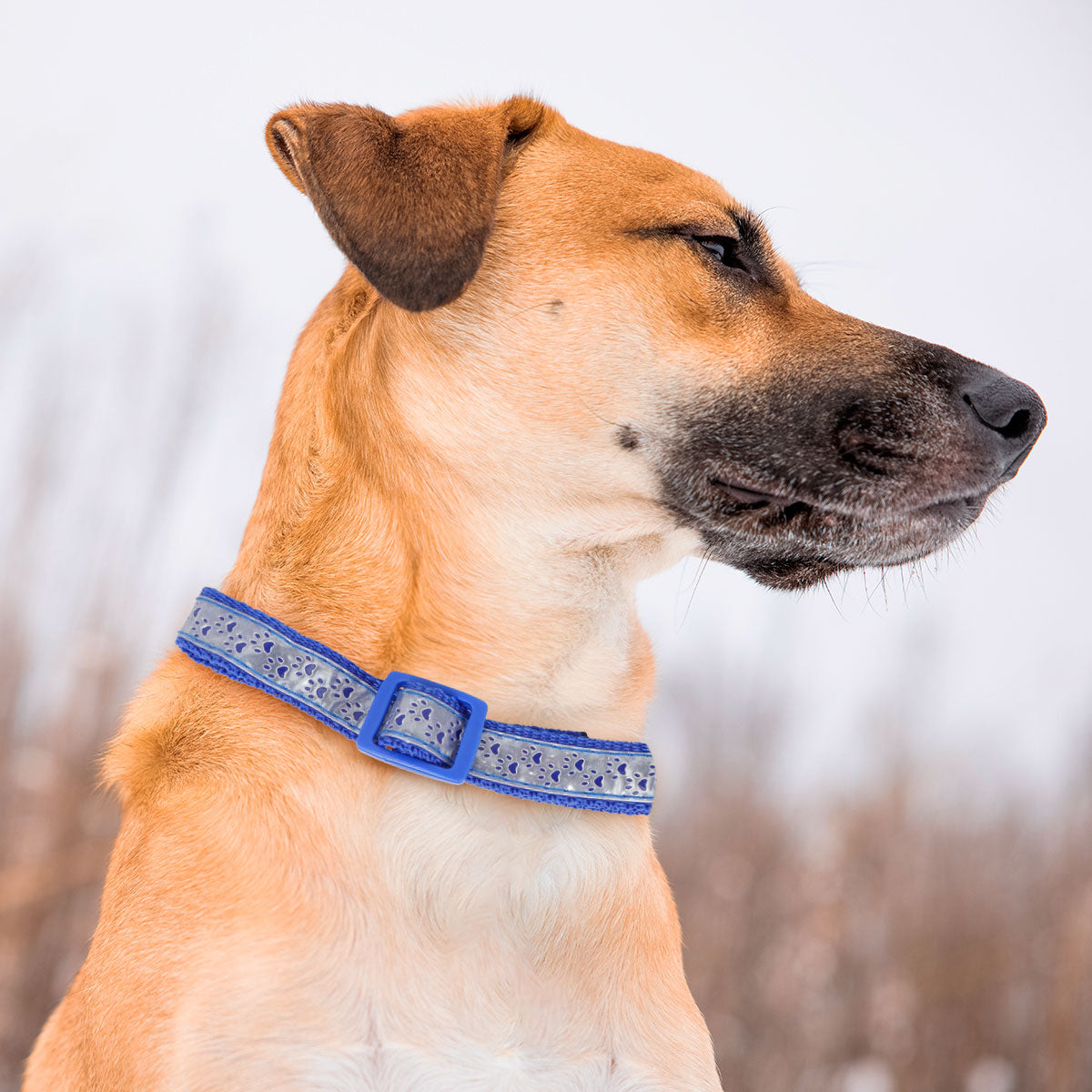 Collar para Mascota, Diseño Huellitas, Color Plata y Azul