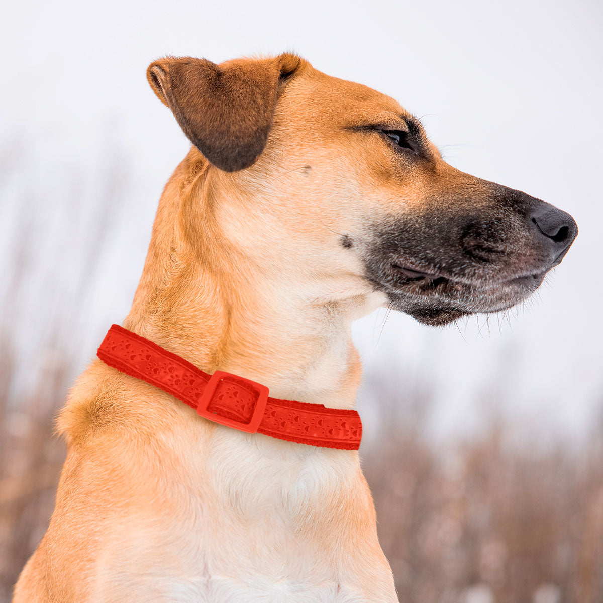 Collar para Mascota, Diseño Huellitas, Color Rojo