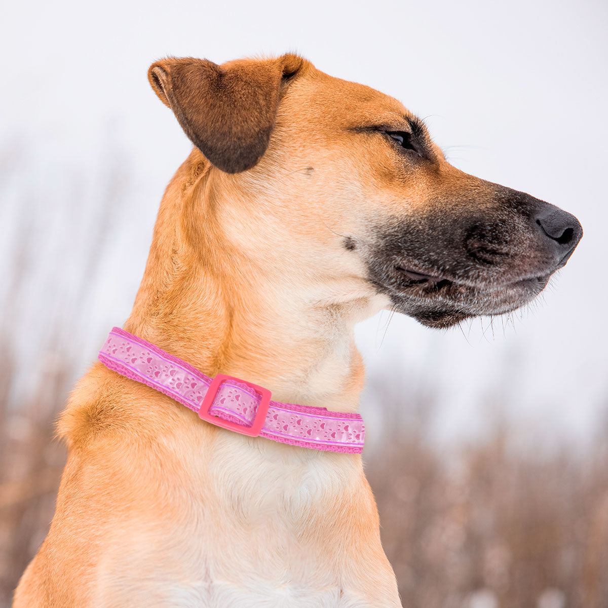 Collar para Mascota, Diseño Huellitas, Color Rosa