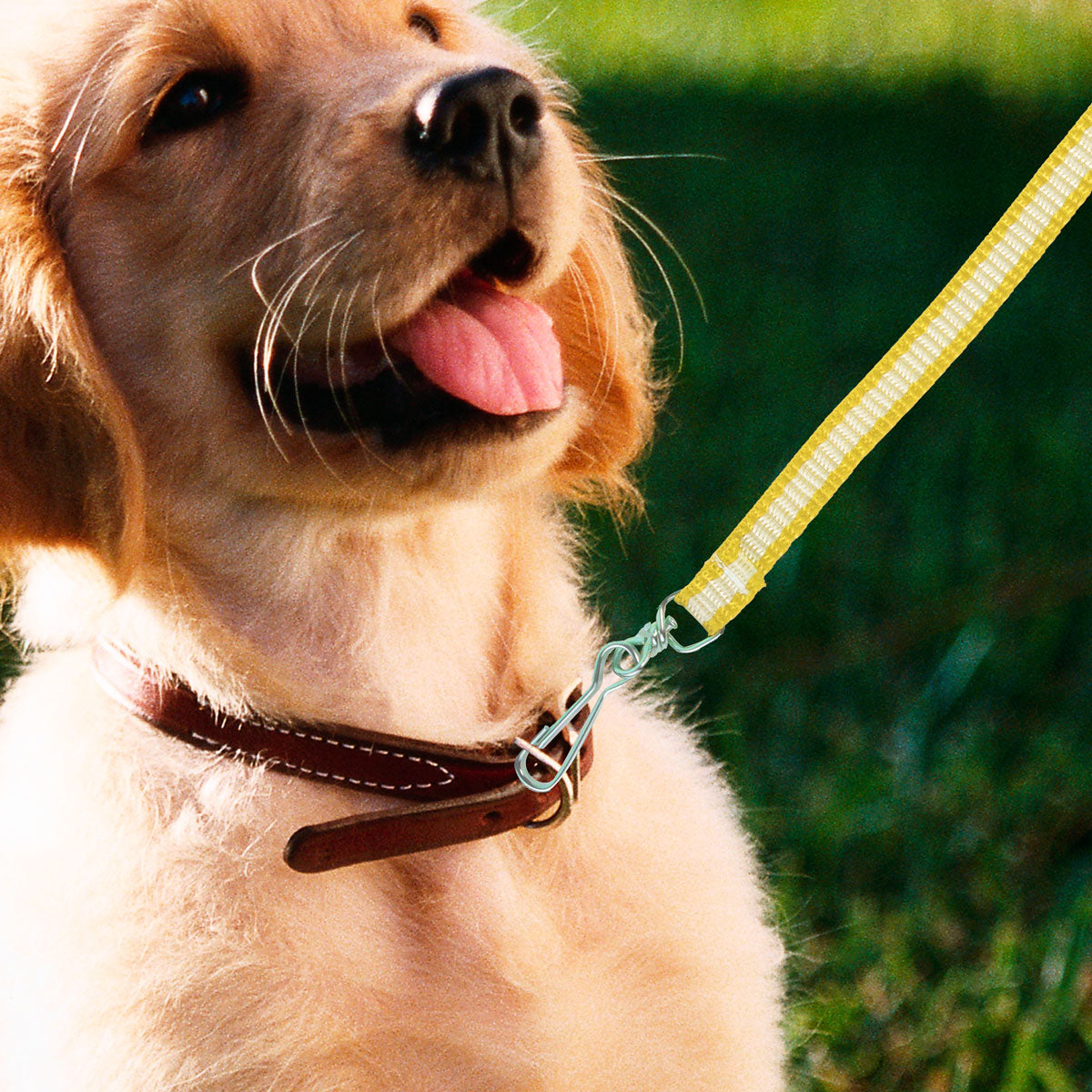 Correa Básica Color Amarillo y Blanco para Mascota