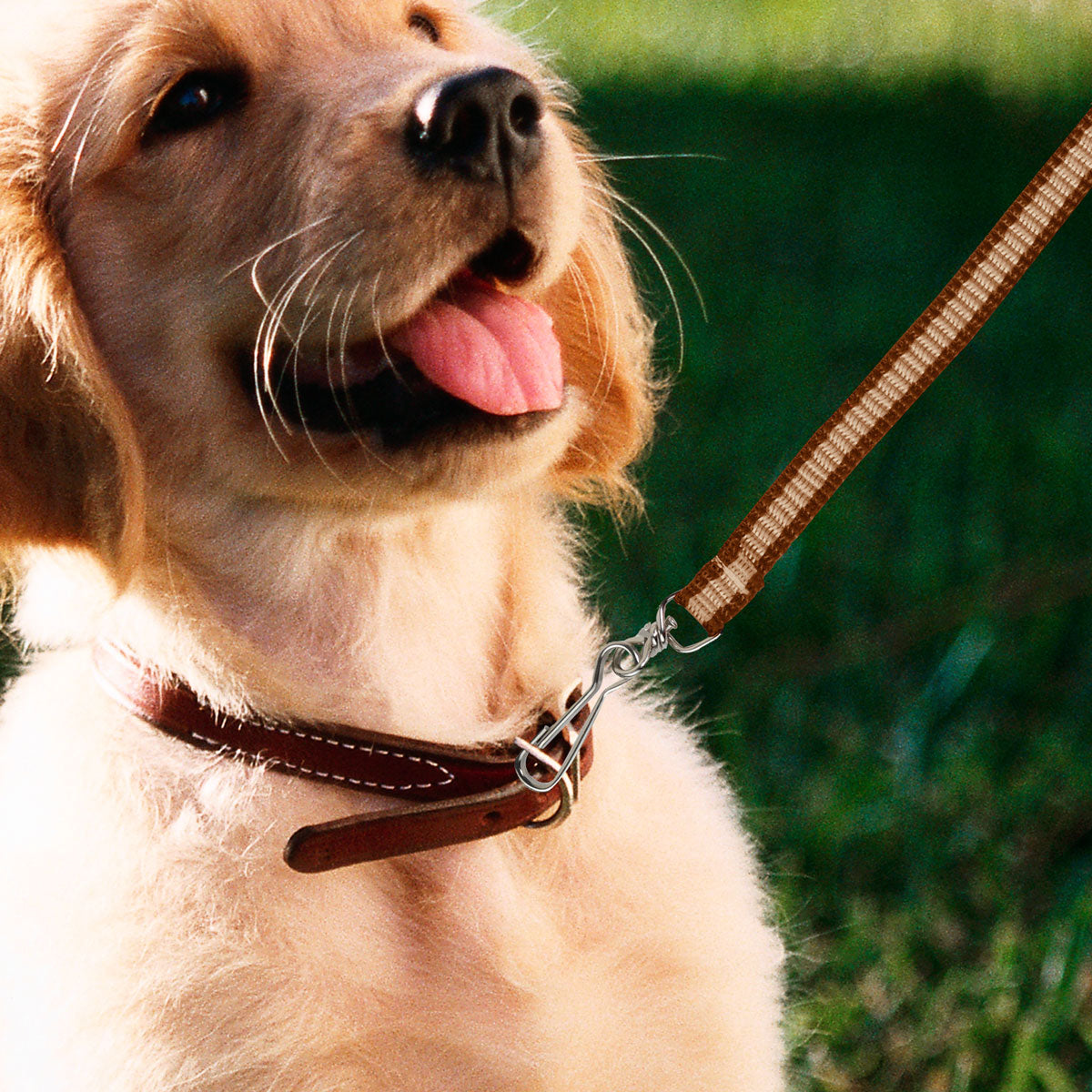 Correa Clásica Color Café para Mascota