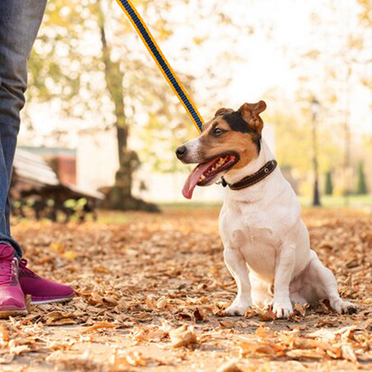 Correa Básica Color Negro con Amarillo para Mascota