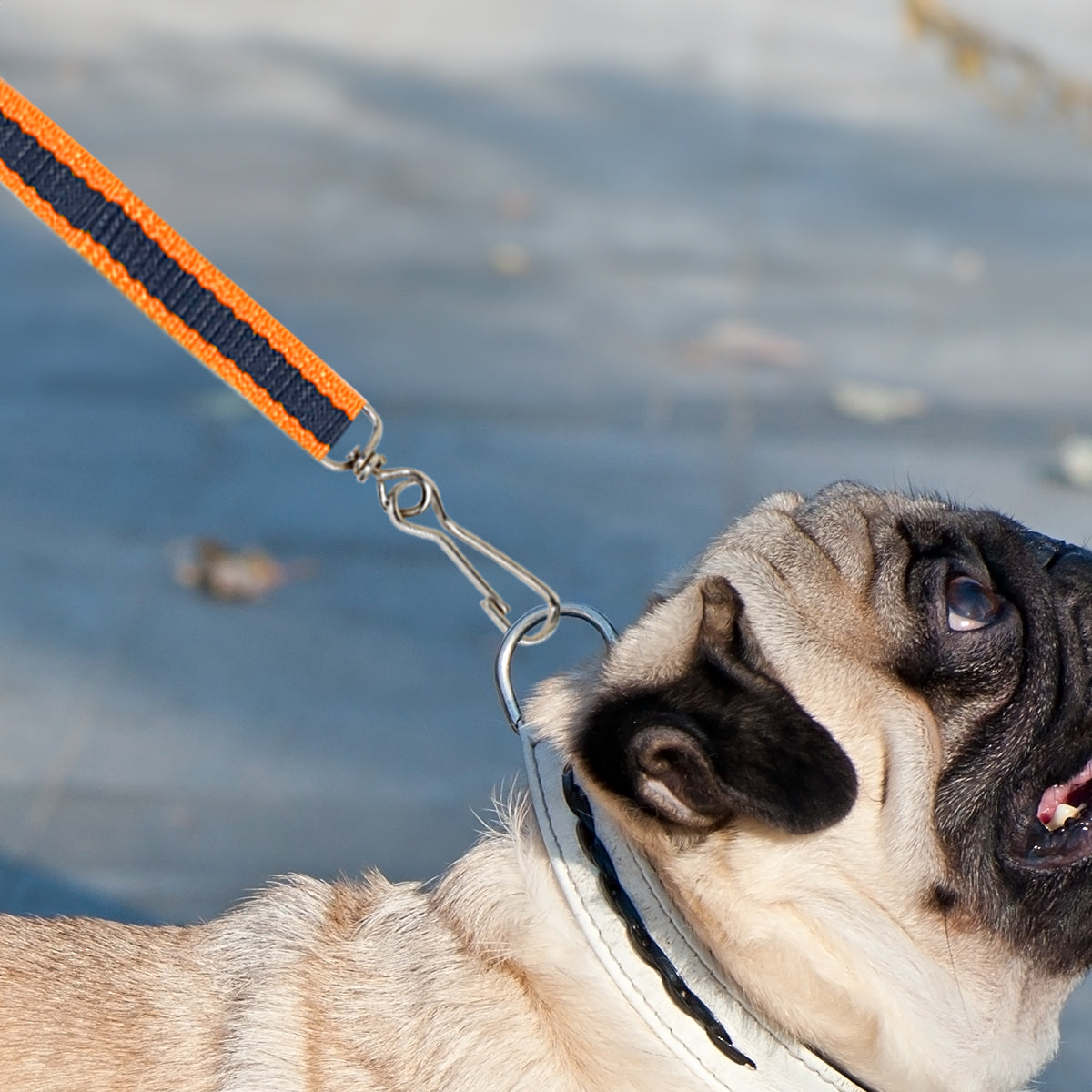Correa Básica para Mascota, Color Negro y Naranja
