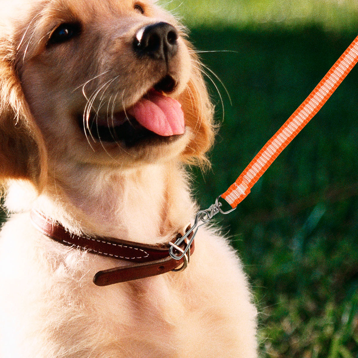 Correa Clásica Color Naranja para Mascota