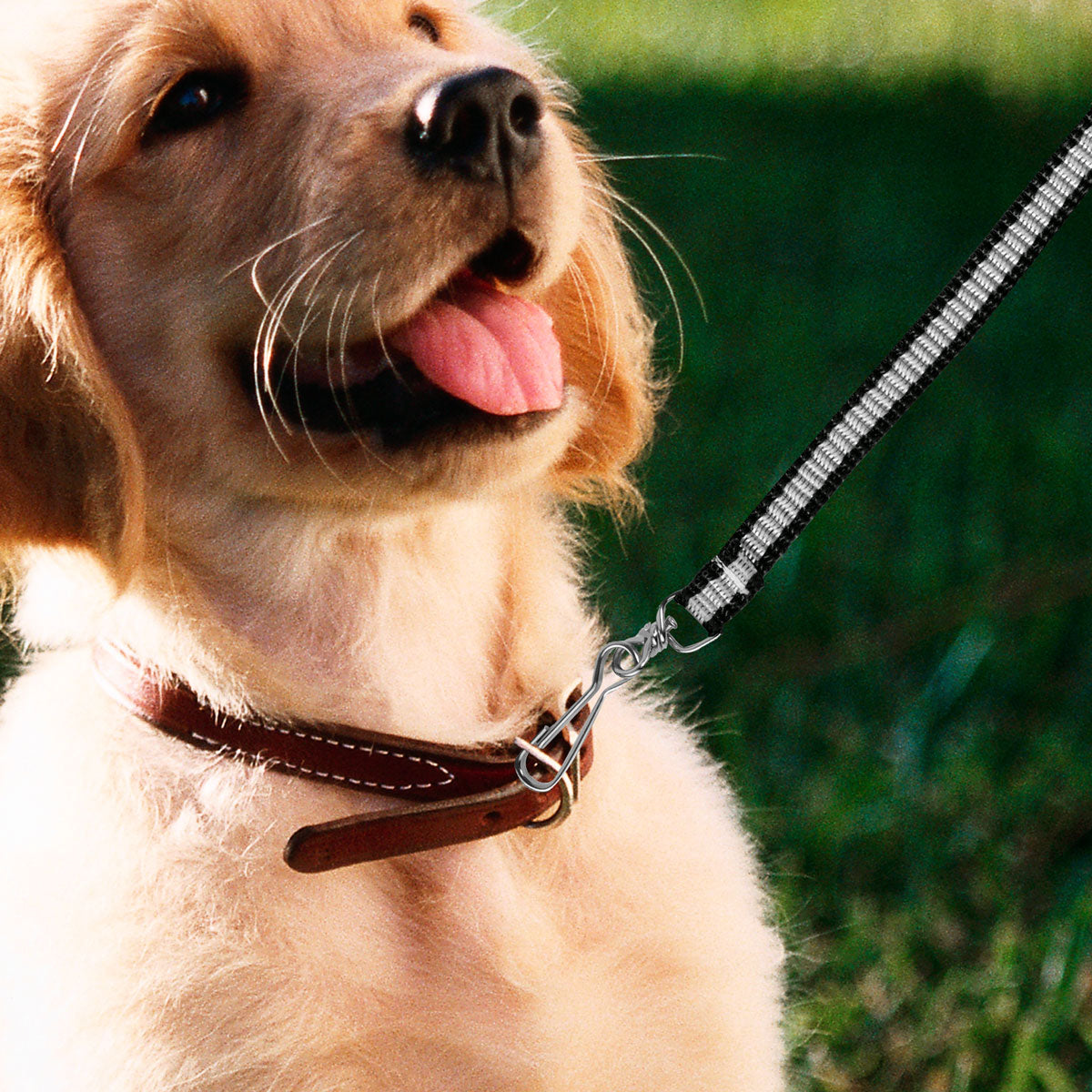 Correa Clásica Color Negro con Gris para Mascota