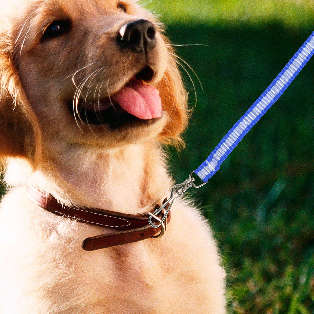 Correa Básica Color Azul con Gris para Mascota