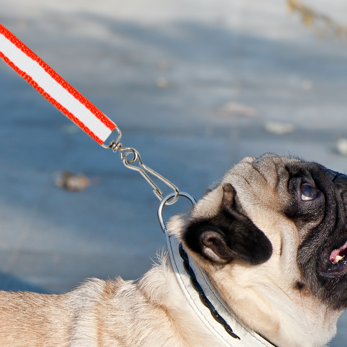 Correa Básica Color Rojo para Mascota