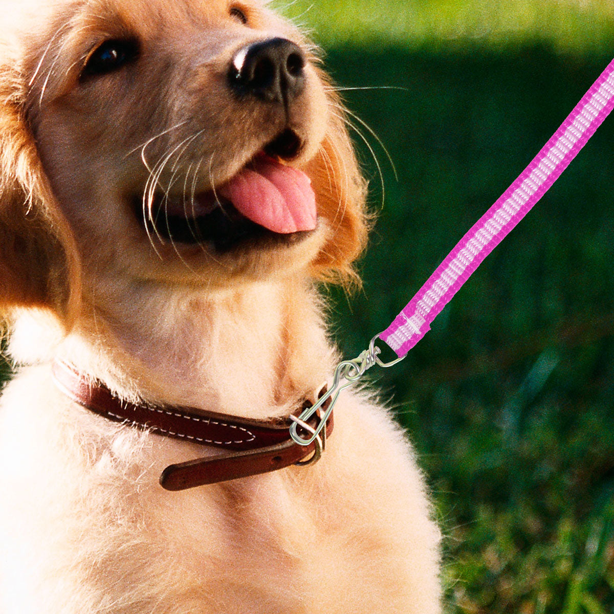 Correa Básica Colores Rosa para Mascota