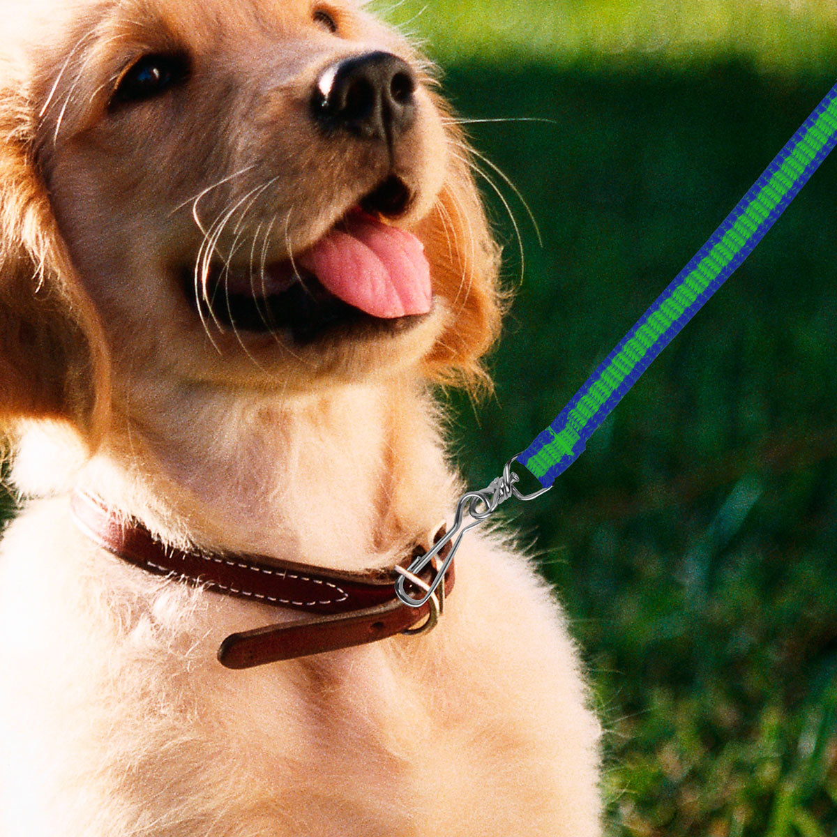 Correa Básica Color Azul con Verde para Mascota