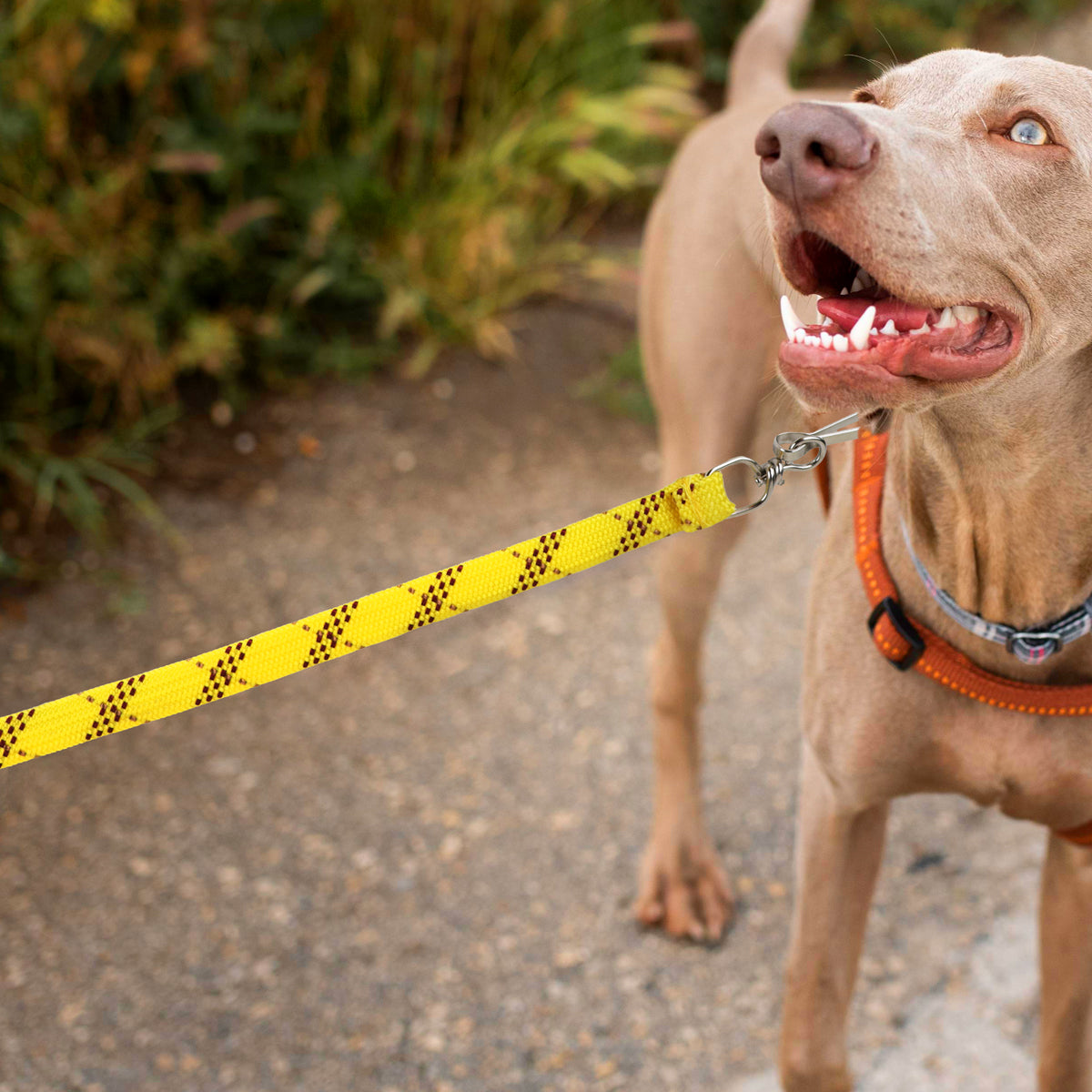 Correa para Mascota Doble Tejido, Color Amarillo