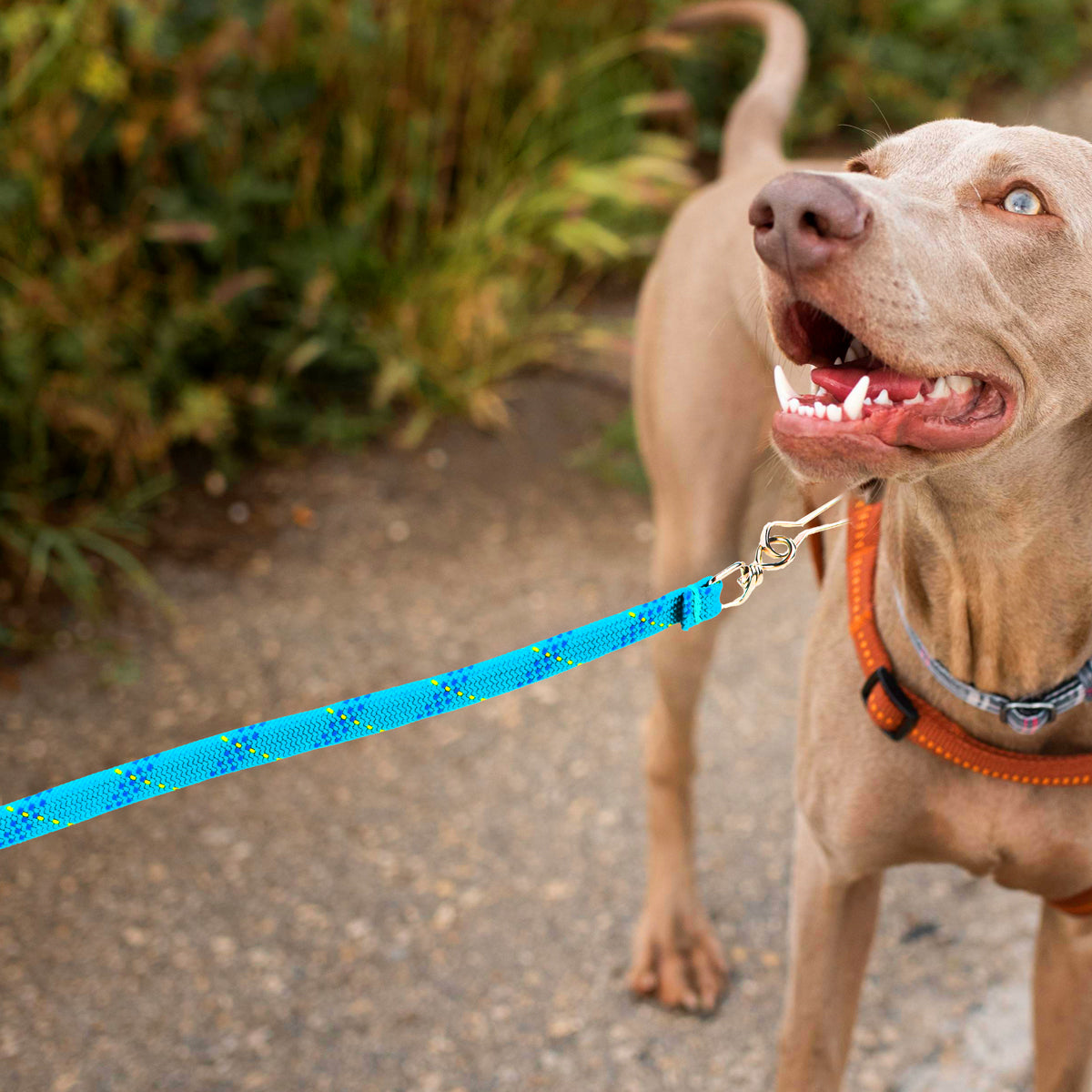 Correa para Mascota Doble Tejido, Color Aqua