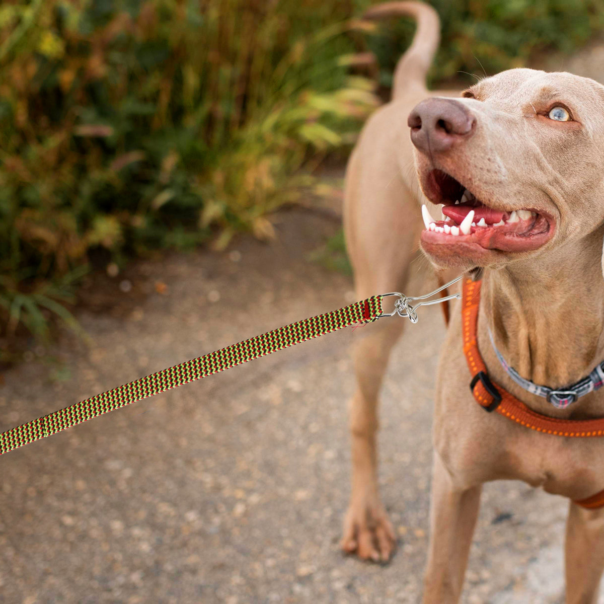 Correa para Mascota Doble Tejido, Color Arena
