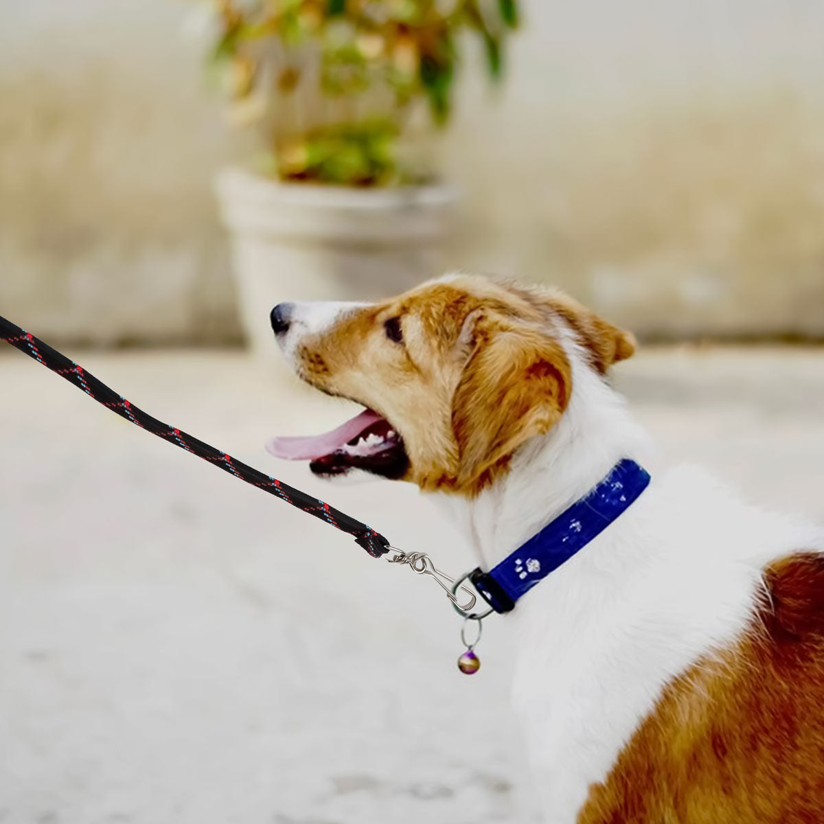 Correa para Mascota Doble Tejido, Color Negro y Rojo