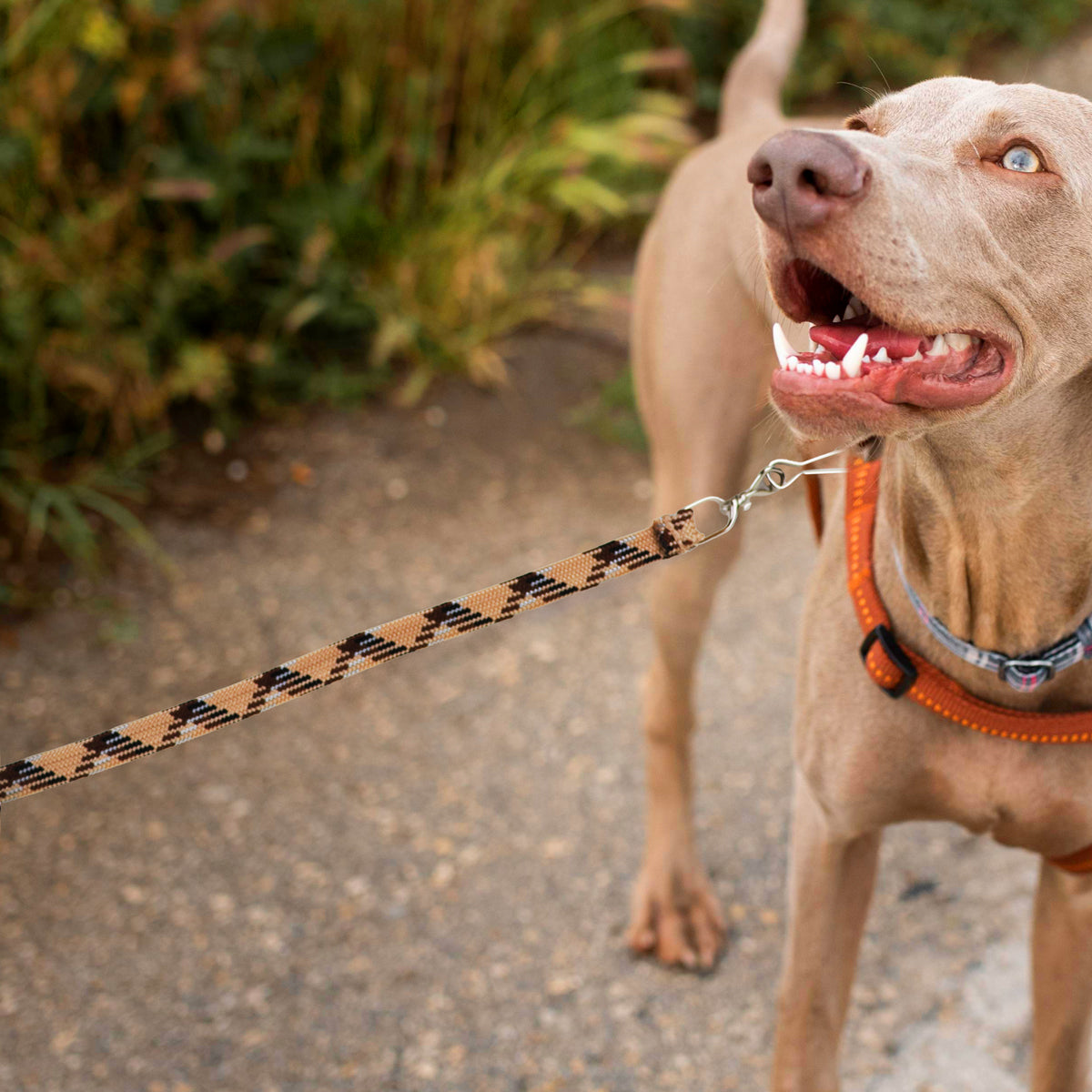 Correa para Mascota Doble Tejido, Color Café