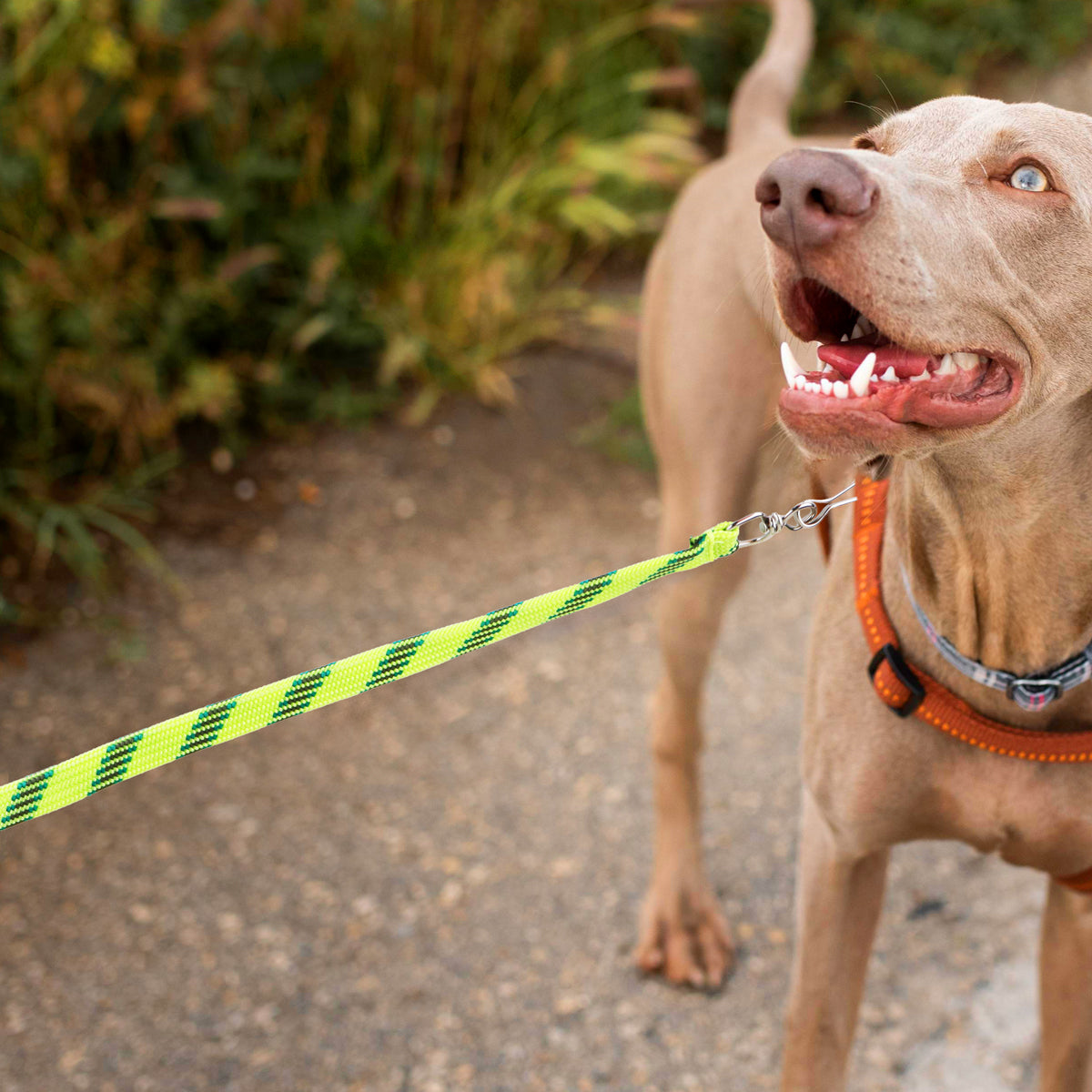 Correa para Mascota Doble Tejido, Color Amarillo y Verde