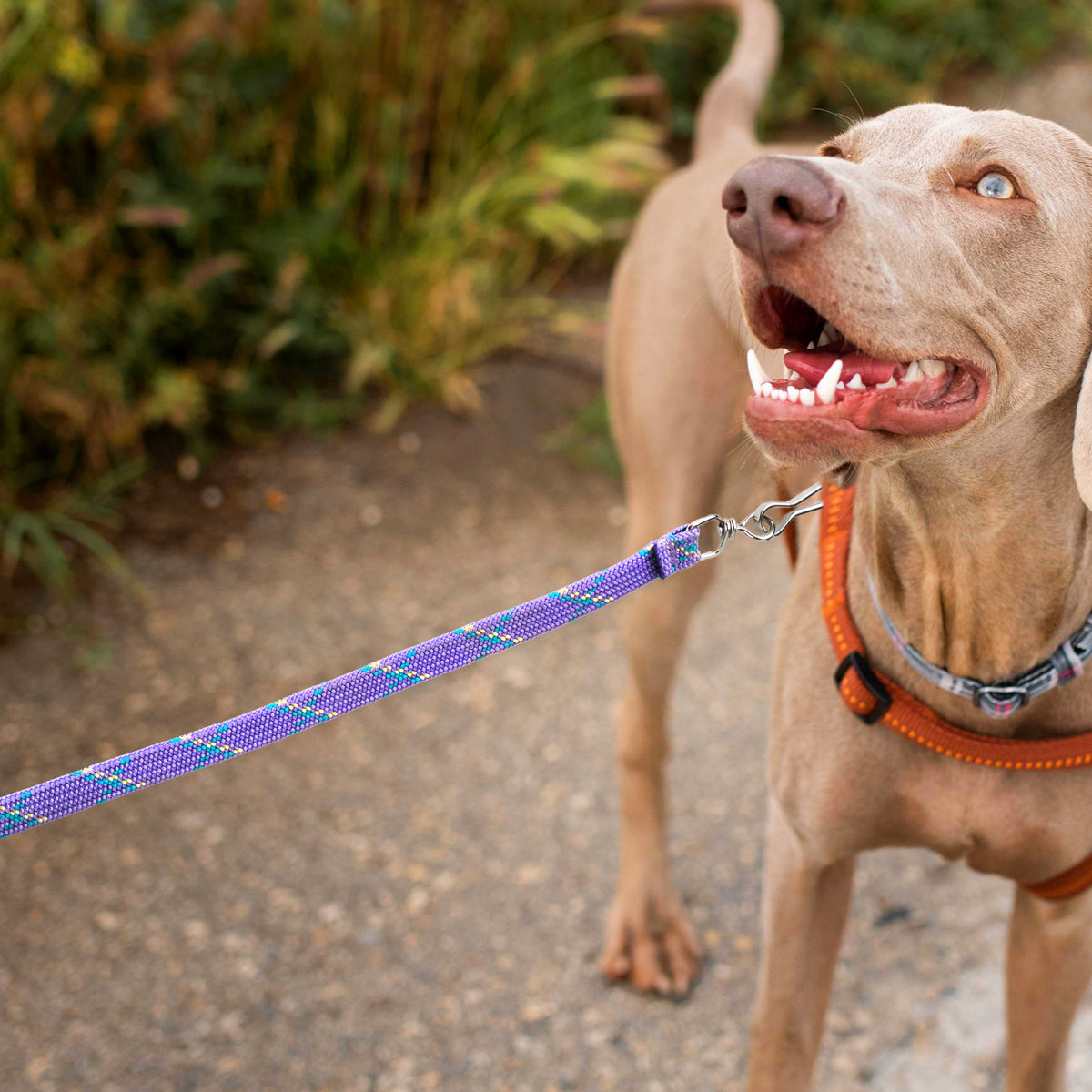 Correa para Mascota Doble Tejido, Color Lila